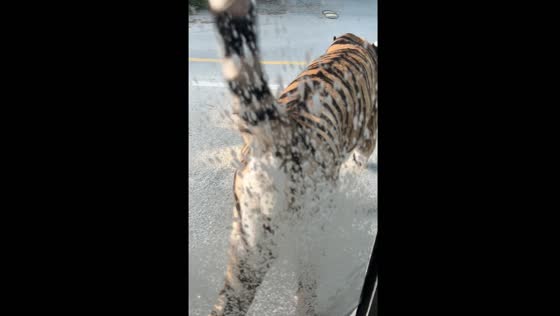 Tiger leaves white excrement on car window in Everland, South Korea
