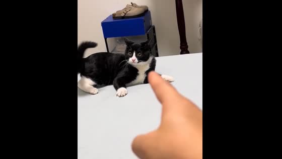 Black cat sheriff: playful moment with cat in Guangxi