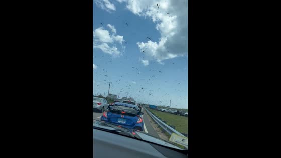 Dragonfly swarm spotted in Westerly, Rhode Island