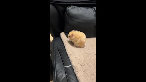 Cat startles rodent during playful pounce in Liaoning, China