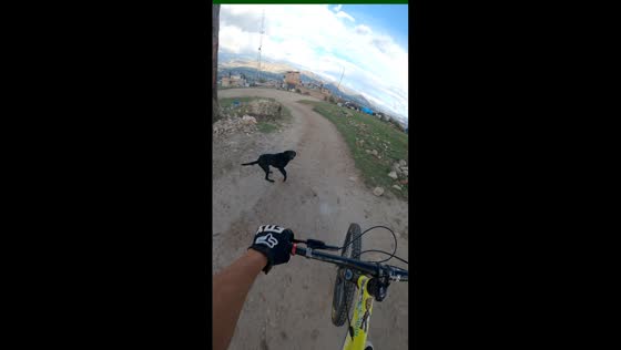 Bicycle rider descends hill while being chased by dogs in Cajamarca, Peru