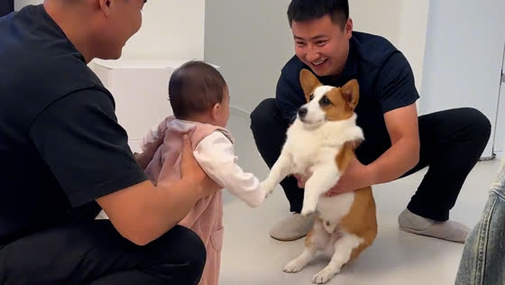 Baby’s scream startles corgi during introduction
