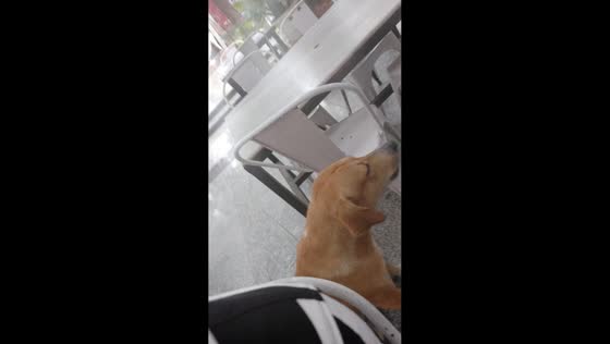 Dog hilariously barks on cue after “Who let the dogs out” line in Delhi, India