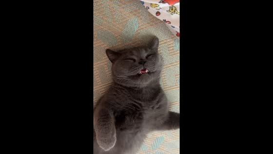 Sleeping British Shorthair cat eats food without waking in Anhui, China