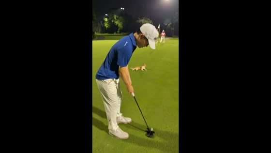 Cat adorably chases and catches a golf ball during a game in Guangdong, China
