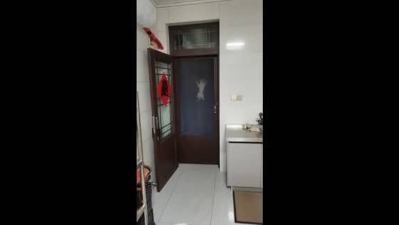Cat climbs the screen door to get its owner's attention in Jiangsu, China