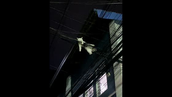 Cat seen relaxing on overhead cables in Taguig, Philippines