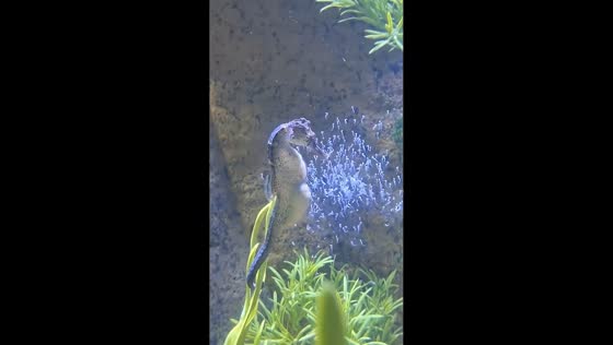 Male seahorse releases hundreds of tiny newborns inside aquarium in Hubei, China