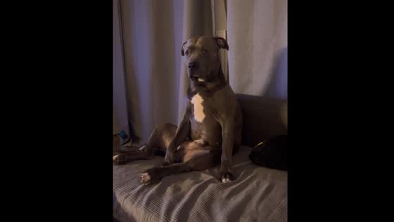 Dog reacts to baby crying in crib in Sweden