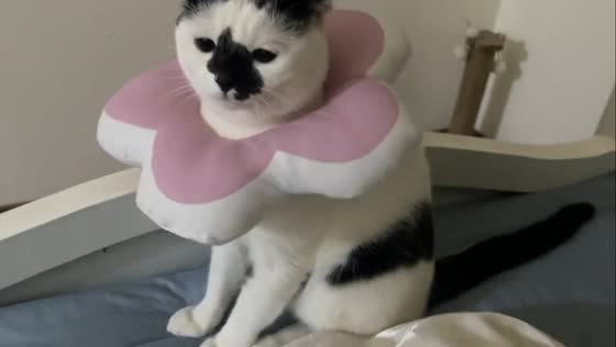 Cat stays unbothered as owner spins flower-shaped collar in Hubei, China