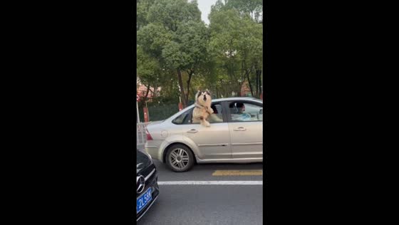 Alaskan Malamute and a Border Collie bark at each other during a traffic jam in Jiangsu, China