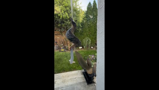 Two slugs perform unusual suspended mating ritual in Legnica, Poland