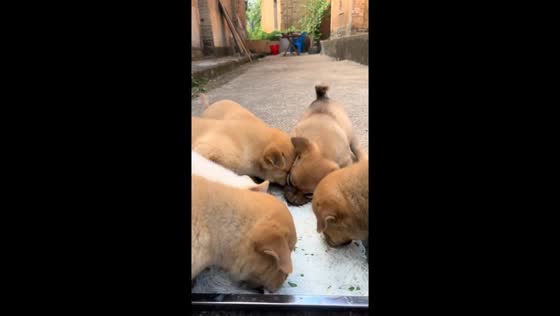 Six hungry puppies rush to finish their meal in Guangxi, China