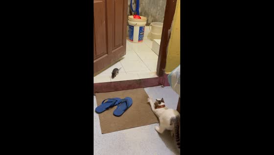 Unbothered cat lets rat roam in bathroom, India