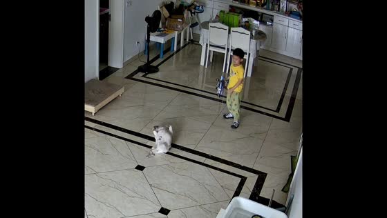 French Bulldog hilariously pretends to be shot during playful game with boy in Shanghai, China
