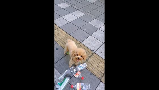 Dog collects plastic bottles in Guangdong, China
