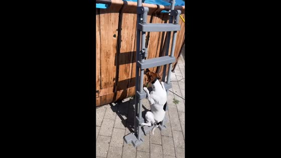 Dog climbs ladder for a pool dive in Lolland, Denmark