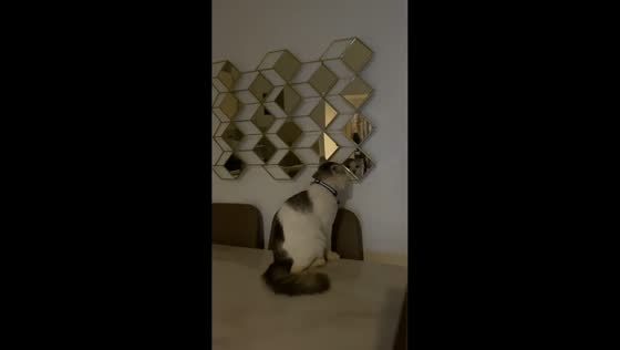 Cat curiously watches its reflection in mirror in Batangas, Philippines