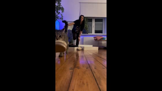 Cat distracts owner while organizing in Riga, Latvia