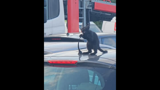 Cat plays with car antenna in Šabac