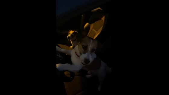 Meet the canine chauffeurs: Jack Russells take the wheel in Minsk's unconventional photo shoot!