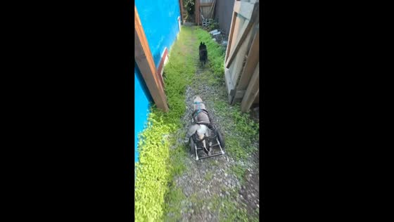 Wheelchair cat shares sweet moment with friend and owner in Anchorage, Alaska
