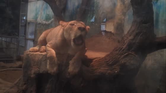 Lion mimics woman’s expressions in Chiang Mai, Thailand
