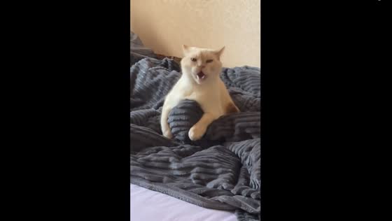 Quirky Yeti: cat asserts ownership over owner's resting foot in hilarious video!