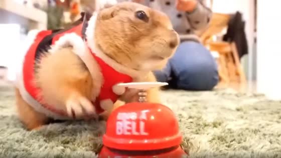 Cute and intelligent Rodent trained to ring a bell and get treats from the owner!