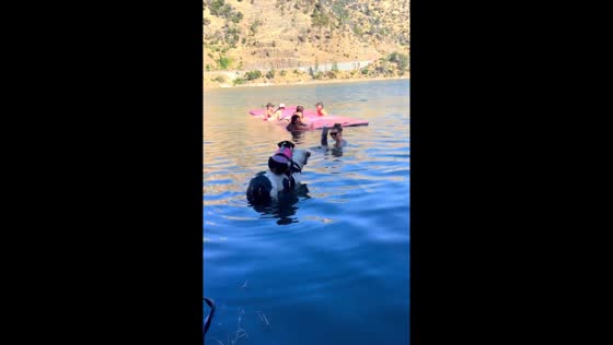 Dog tries to climb another dog in Lake Oroville, California
