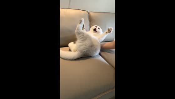 Toy cat turns to kitten in Beijing, China