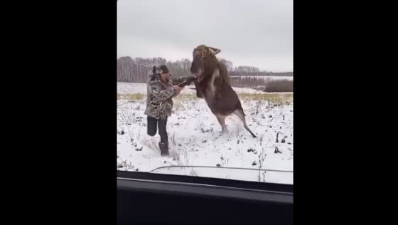 Hunter flees after moose counterattacks in Yakutia, Russia