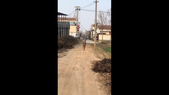 Adorable small deer hops excitedly in Henan, China