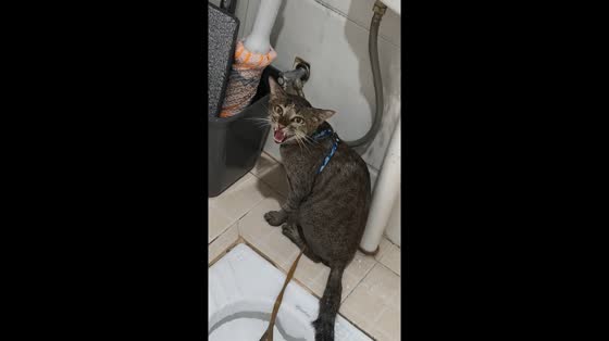 Cat bathes under sink in Hunan, China