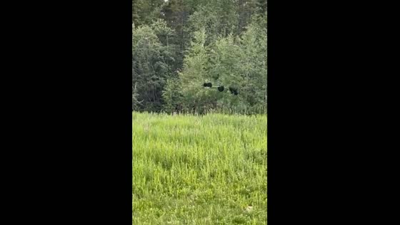 Tree breaks under three playful bear cubs in Yakutia