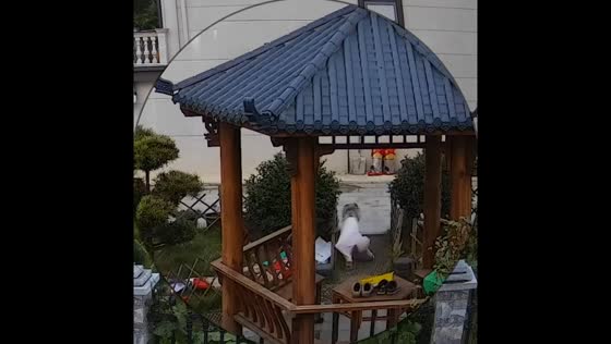 Dog gets briefly stuck on gazebo fence in Hunan, China