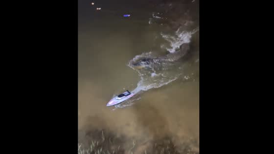 Alligator chases toy boat in Itá, Paraguay