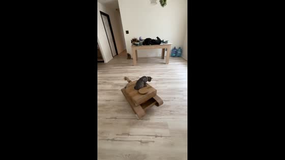 Cat commander in a spinning cardboard tank in Kansas, USA