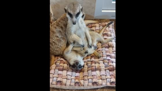 Playful meerkat leader jumps on companion in Ekaterinburg, Russia