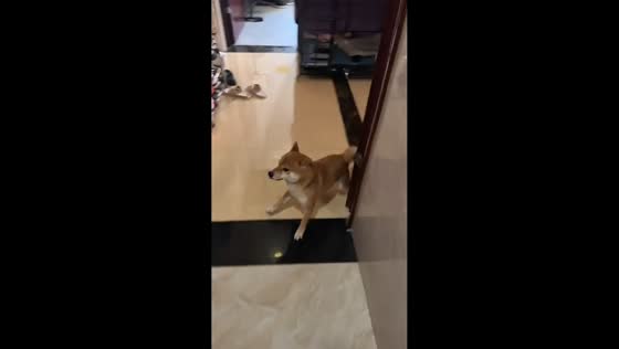 Shiba Inu walks sideways like a crab in Guizhou, China