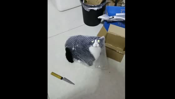 Cat in bubble wrap creates hilarious moment
