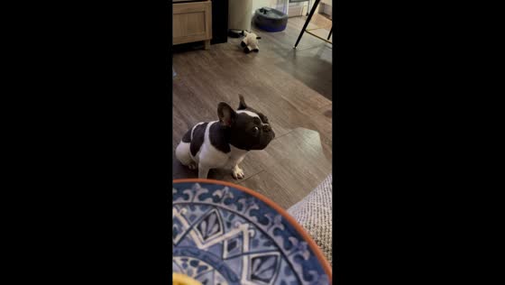 Dog sneaks side-eye at food in Sacramento, California