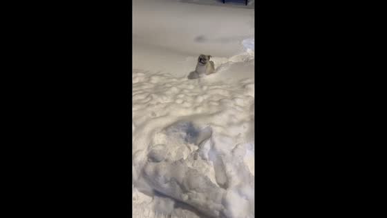 Pug hurriedly returns after landing in snow in Heilongjiang, China