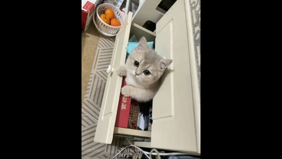 Cat slowly frees itself after getting stuck in drawer in Guangxi, China