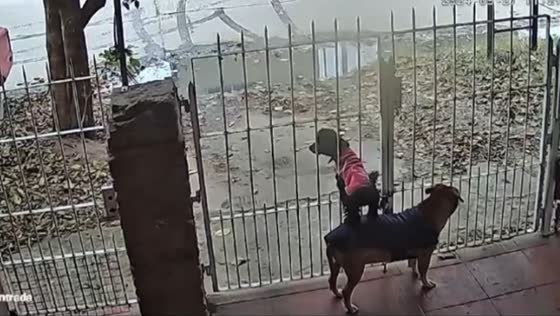 Crafty canine duo: escape strategy unveiled