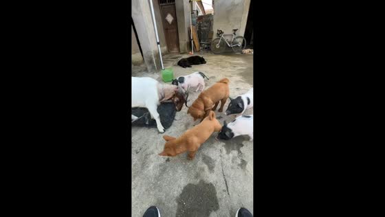Goat knocks dog off balance while pig stays nearby in Anhui, China