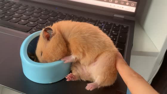 Hamster naps with head in food bowl in Shanghai, China