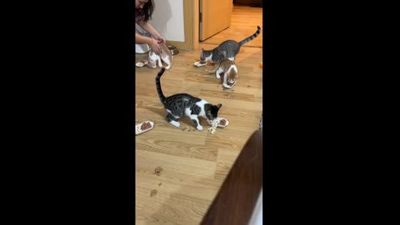 Hilarious cat chaos: Istanbul felines race to dinner bowls in adorable feeding frenzy!