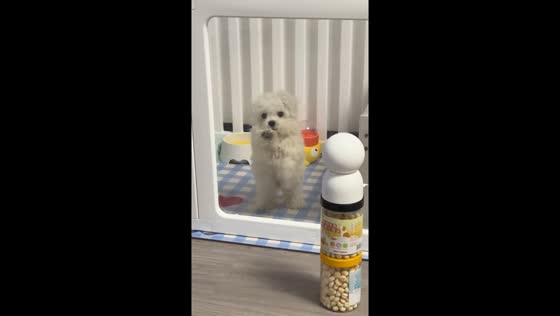 Playful dog taps screen loudly for attention in Shanghai, China