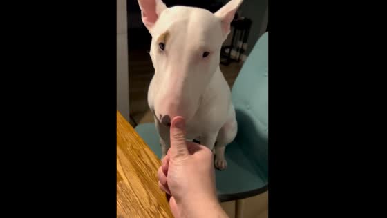 An active bull terrier helps the owner count money.